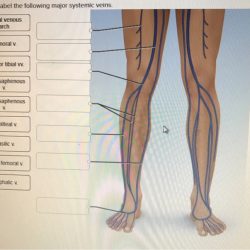 Label the major systemic veins