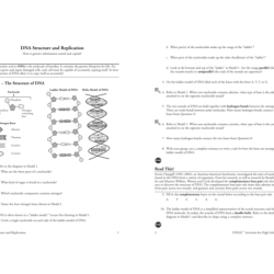 Dna and replication worksheet answers