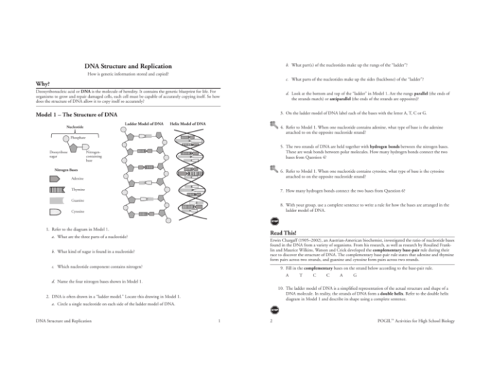 Dna and replication worksheet answers