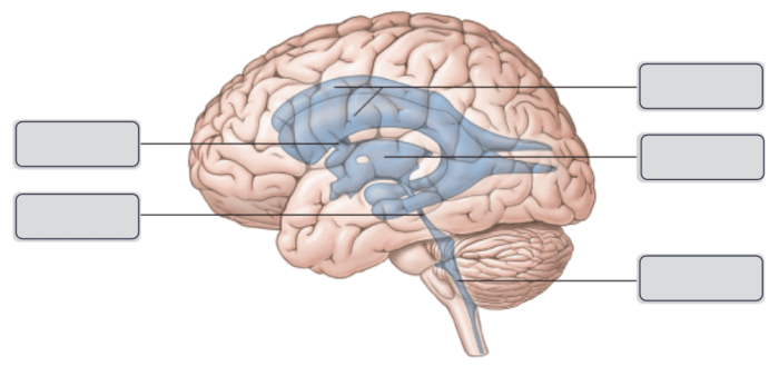 Art-labeling activity the brain in lateral view