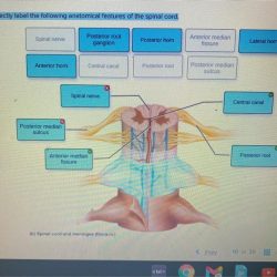 Anatomy neuron cell parts axon body tissue where nervous book another soma structures each its physiology which dendrites called long