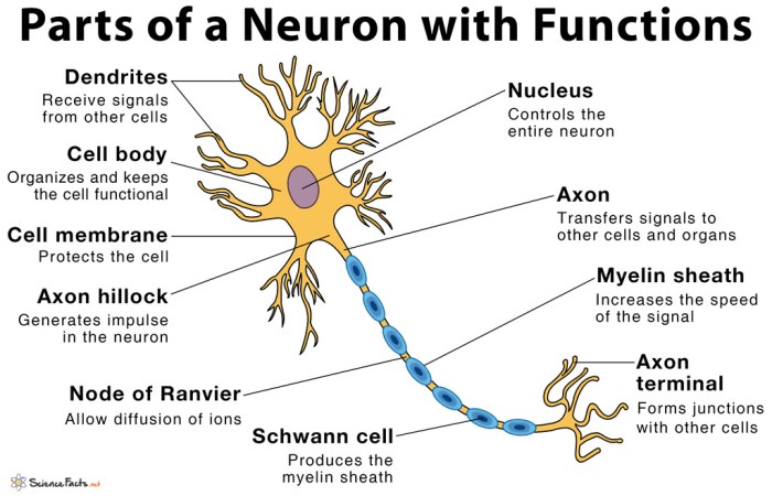 Correctly label the following anatomical features of a nerve.