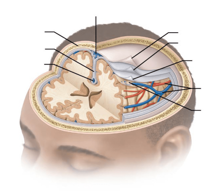 Lateral brain ventricles anatomy system temporal diagram horn nervous central ventricular parts part gross ventricle lobe cerebral right third positions