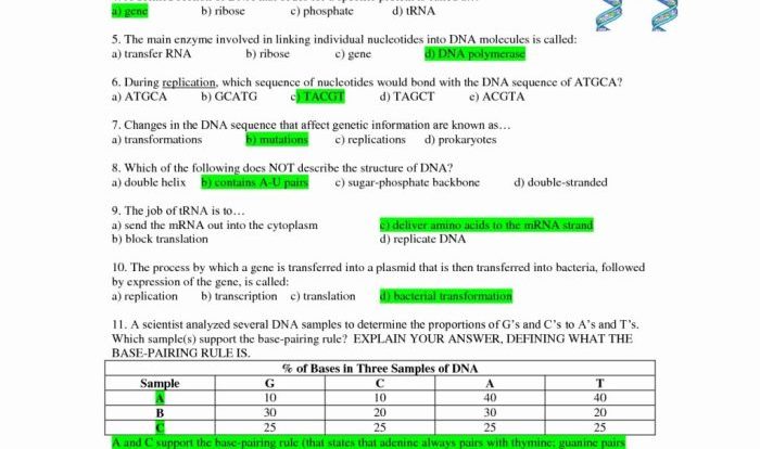 Dna structure and replication worksheet answers key