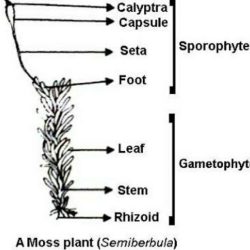 Label the structures on this diagram of a moss