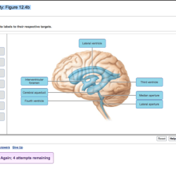 Brain diagram fissures anatomy human label cerebellum cerebrum labeled lateral parts regions cerebellar part disorders does showing other labels function