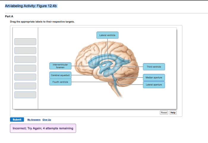 Brain diagram fissures anatomy human label cerebellum cerebrum labeled lateral parts regions cerebellar part disorders does showing other labels function