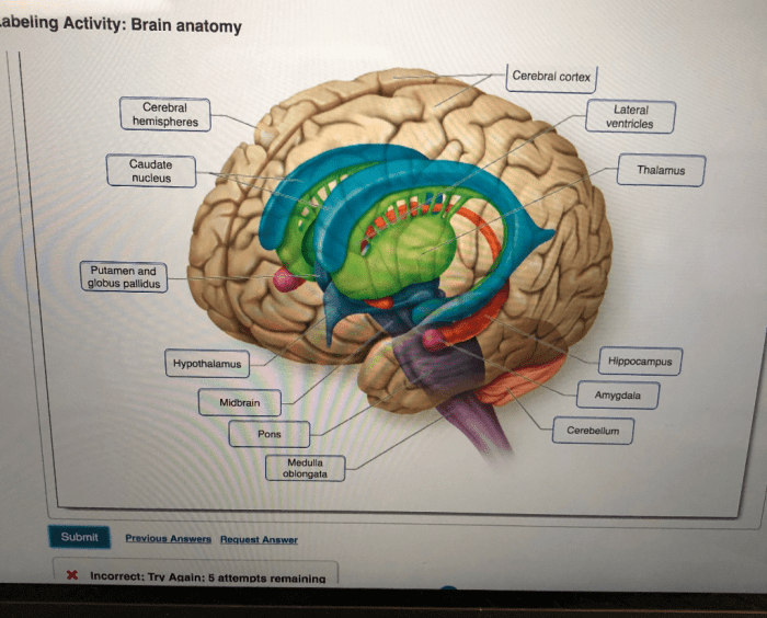 Art-labeling activity the brain in lateral view